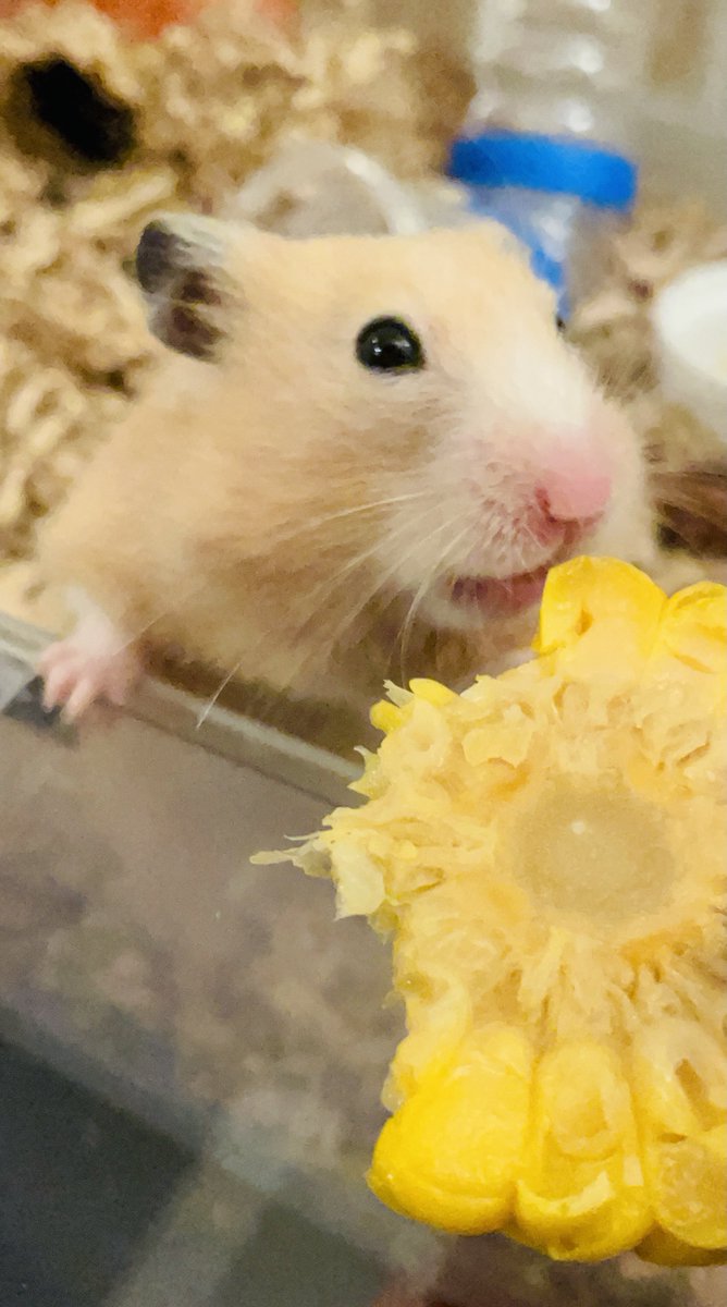 mileslife77's tweet photo. (*´ㅈ`*)🌽 https://t.co/tPaColsbob