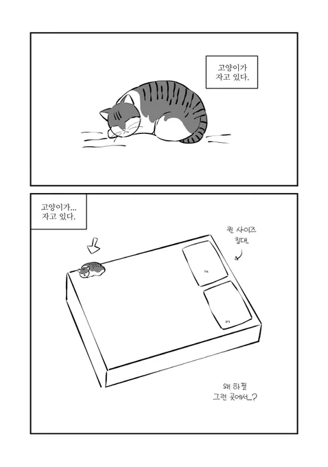 고양이가 자고 있다. 
