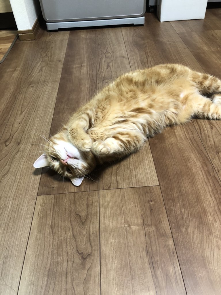 Lucky0280's tweet photo. 今日は僕の7歳の誕生日😺
だいぶ丸くなったねと母さんが言ってるニャ😼 https://t.co/rMFL203GIf