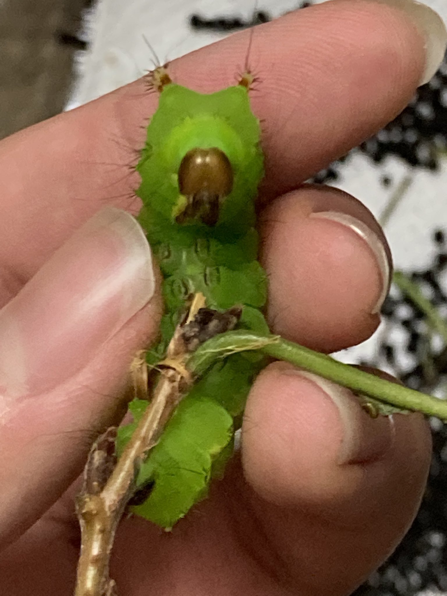 تويتر かわいい虫 البحث في تويتر