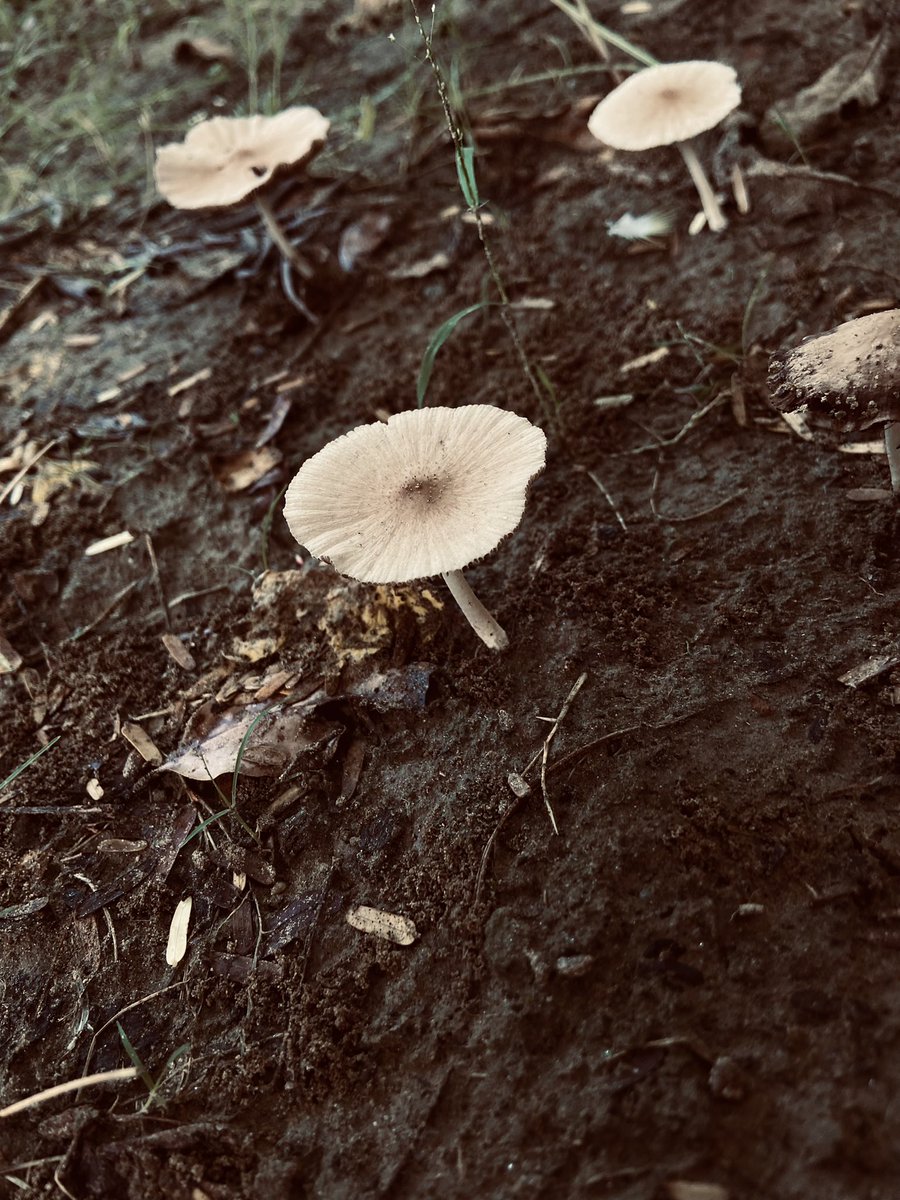 Ritika18232901's tweet photo. "The rain increases and umbrellas sprout like mushrooms amongst the graves." ~ Erin Morgenstern #gardenthings #yard #mushrooms #fungisunday #Flowers #thingsifoundinmygarden🍄 https://t.co/IoLwBezSuk