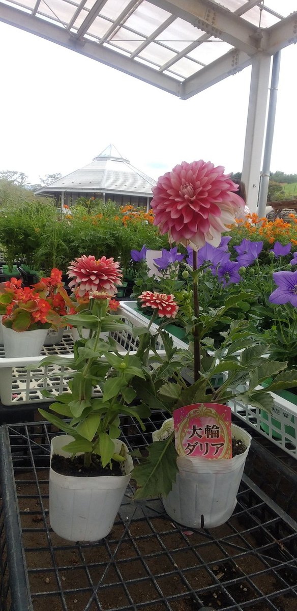 公財 鹿沼市花木センター公社 Bonsaizamurai Twitter 公財 鹿沼市花木センター公社 Bonsaizamurai Twitter