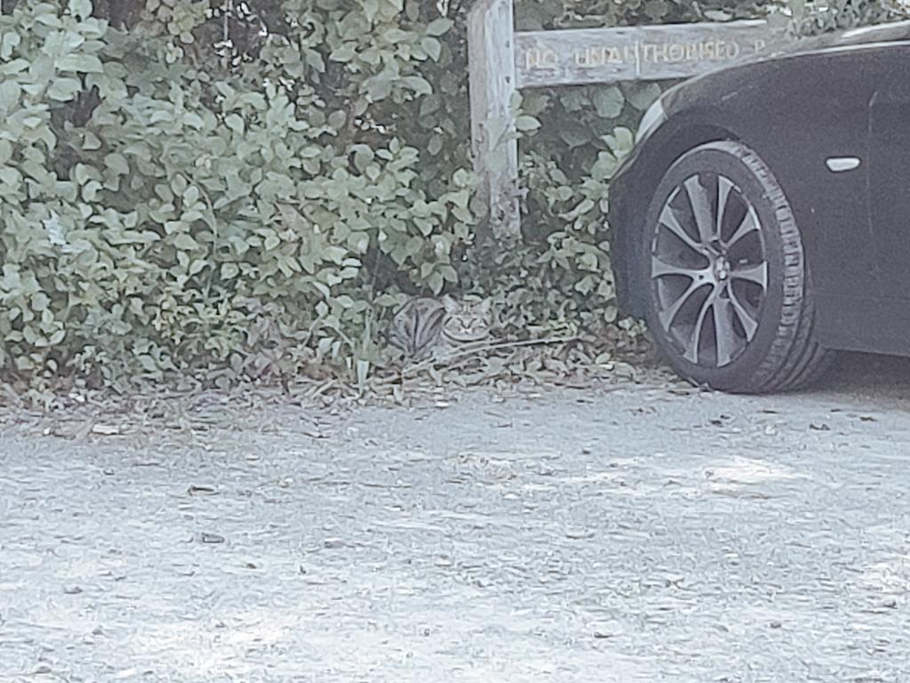 Taking people watching to a new level <a href="/HorshamAmphibi1/">HorshamAmphibiansTriathlon</a> Southwater Relays this morning!