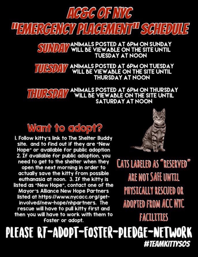 catgirl321's tweet photo. RT@ngremmy
The #NYC ACC #KillLists are back⤵️
The #cats and #dogs listed will be KILLED once the deadline date has passed💔😿
#RT #ADOPT #FOSTER #PLEDGE #NETWORK
PLEASE SHARE/RT‼️
#EmergencyPlacement #AdoptDontShop #TeamKittySOS https://t.co/8S65nxonw1