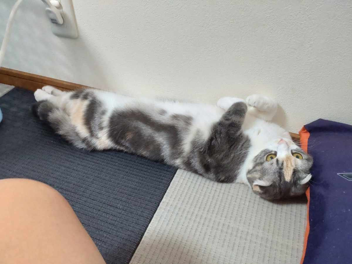 ide34629vv's tweet photo. ふぅさん何か考え事か…
いや…寝るんかーいｗ
＃猫
＃ねこ
#スコティッシュフォールド 
#猫好きさんと繋がりたい https://t.co/sLrvYHQJ51