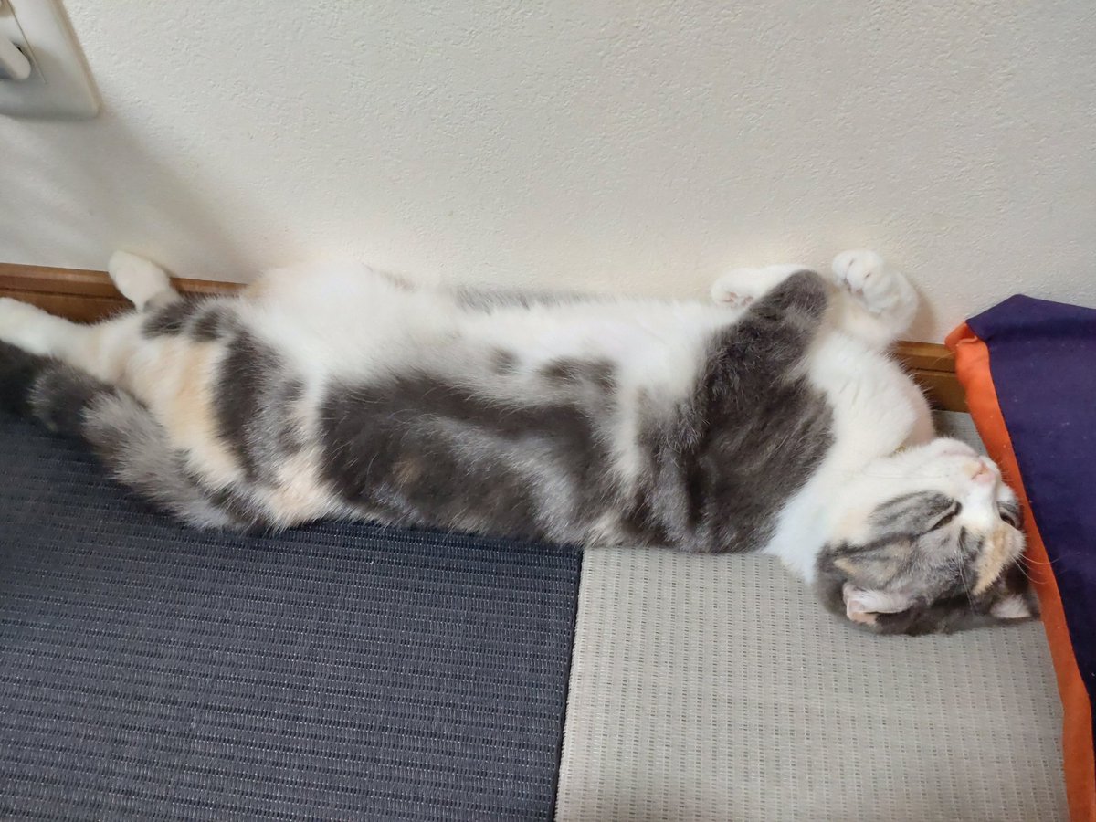 ide34629vv's tweet photo. ふぅさん何か考え事か…
いや…寝るんかーいｗ
＃猫
＃ねこ
#スコティッシュフォールド 
#猫好きさんと繋がりたい https://t.co/sLrvYHQJ51