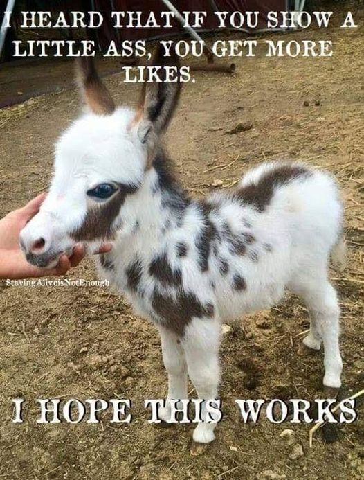 It's said that in todays attention seeking social media activity.......