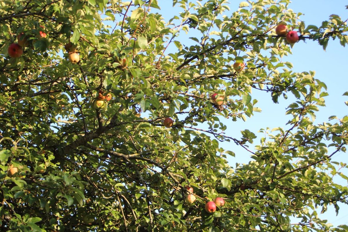 63Wolfi's tweet image. Unsre scheeni Palz in der Abendsonne - unwiderstehlich! #geiselberg  😋🌞😍🥰