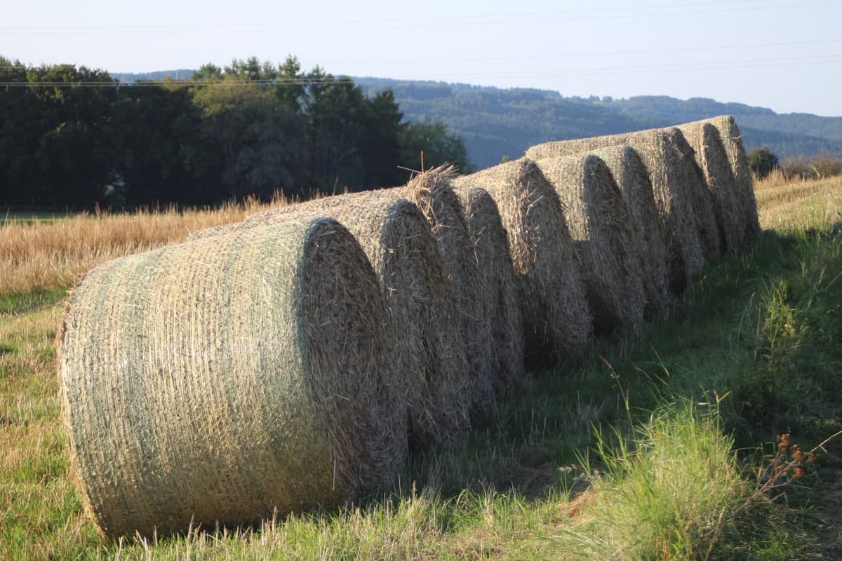 63Wolfi's tweet image. Unsre scheeni Palz in der Abendsonne - unwiderstehlich! #geiselberg  😋🌞😍🥰