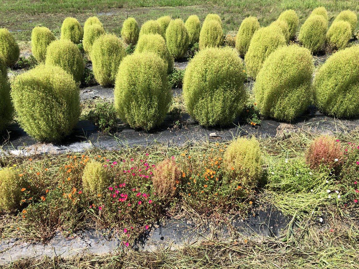 原田たけひと A Twitter 最近よく見る丸い草が気になる