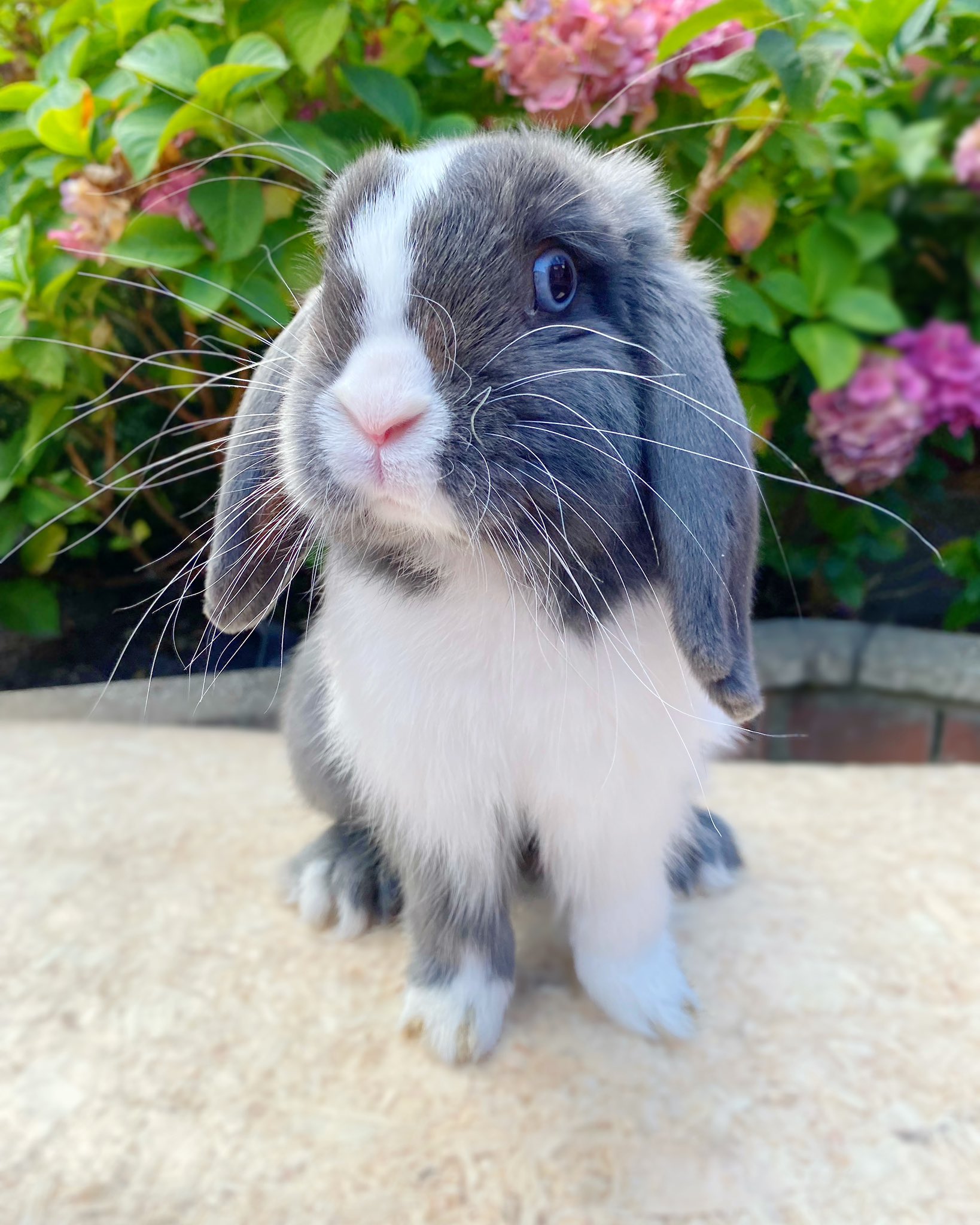 Why Do Rabbits Have Different Colored Eyes?