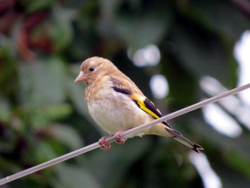 oor_boab's tweet photo. Recently fledged #goldfinch :)
#birding #nature #wildlife https://t.co/HyWSgnyyZ4