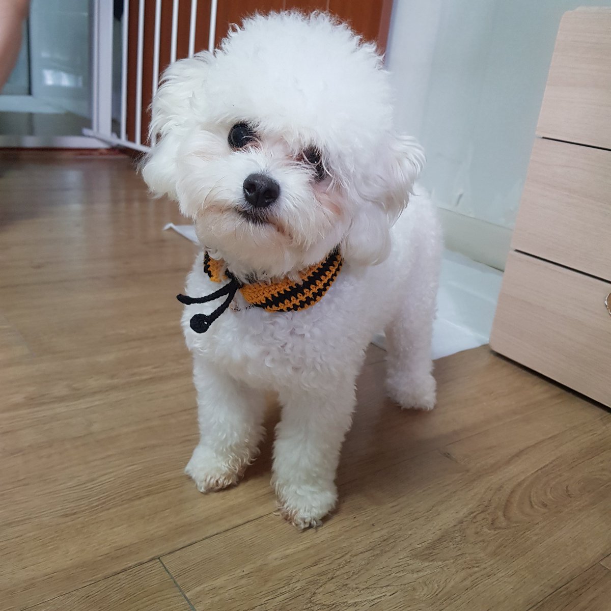 samchimom's tweet image. 꿀개