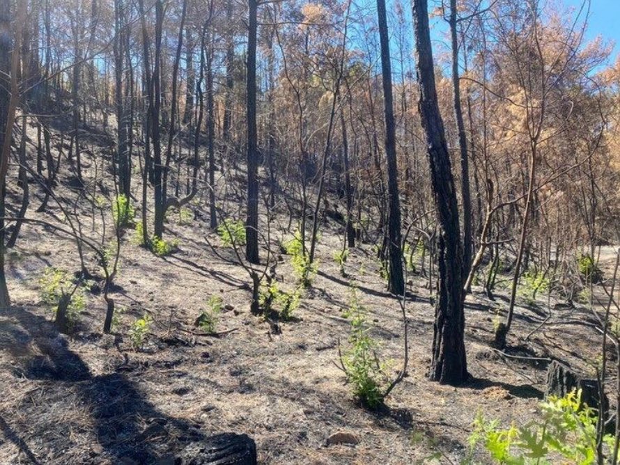Umutlarımız yeşeriyor. 🌱
Ormanlarımız #KüllerindenDoğuyor.
📍 Antalya Gündoğmuş