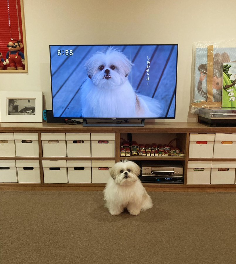 酔わないウメッシュcm21女優は誰 犬のモコゾウもかわいい 僕とあなたのぼくぼくヴォーグ