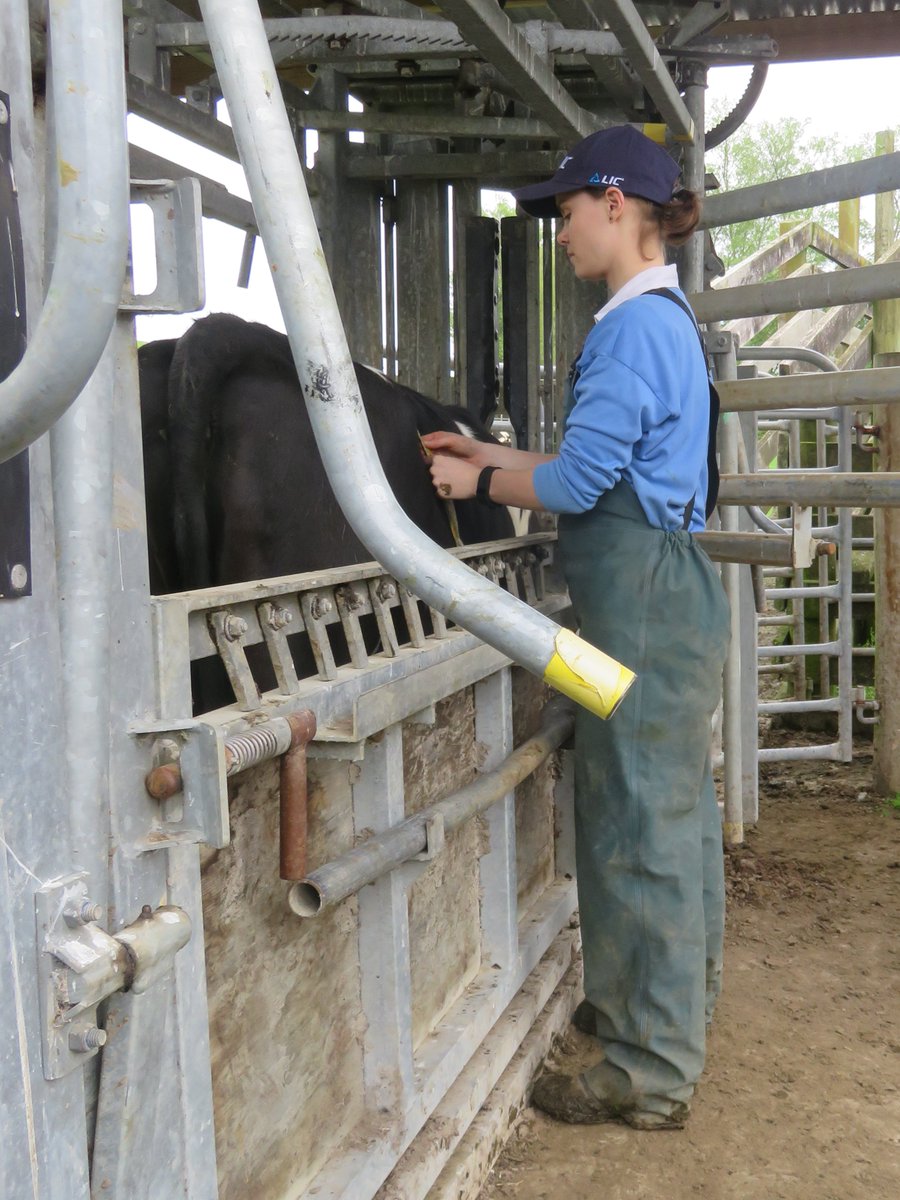 #SciCommSeptember challenge #3 - Why STEM?

At school I discovered my love of science and my love of cows. So I mushed the 2 together to complete a Bachelor of Science in Animal Sci and Agriculture and have never looked back! Now days I spend more time with 👩‍💻 than with 🐄