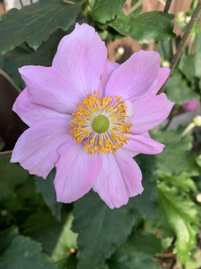 pollylizzy's tweet image. Bloomed at last 🤩