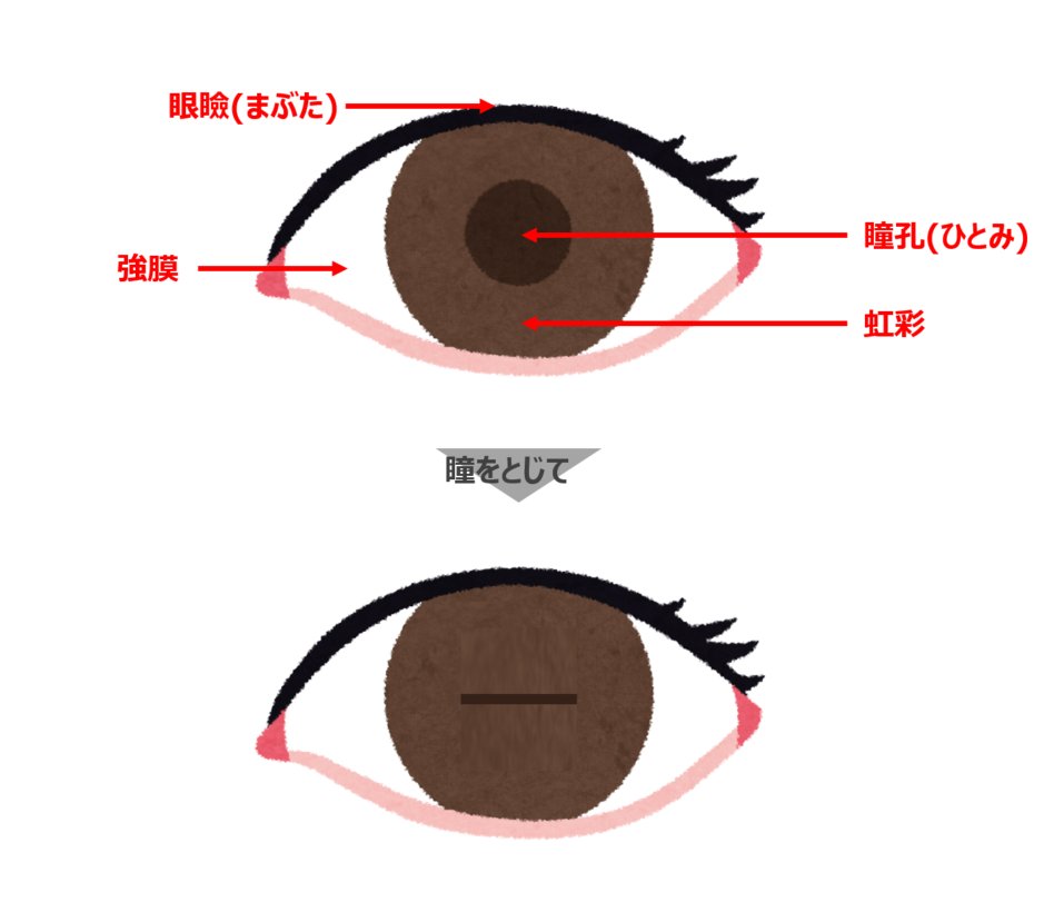 これは知る人ぞ知る情報なんですが、「瞳」は目の真ん中の色が濃い部分を指すので、「瞳をとじて」とはこういうことです。