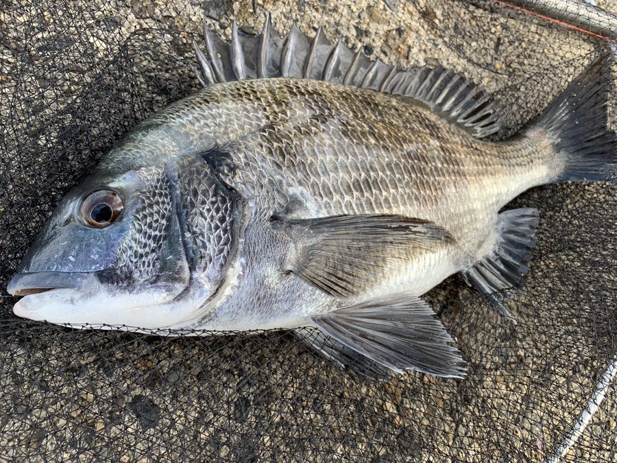 黒鯛 ヘチ釣り チヌ 落とし込み釣り 黒鯛を釣り上げてみると なんと顔がありませんでした 8月6日と7日の釣果です 黒鯛の餌であるイガイの採取に行ってきました その模様もどうぞ 釣り初心者から釣り名人まで 釣りマニア必見の動画 情報を厳選 釣り