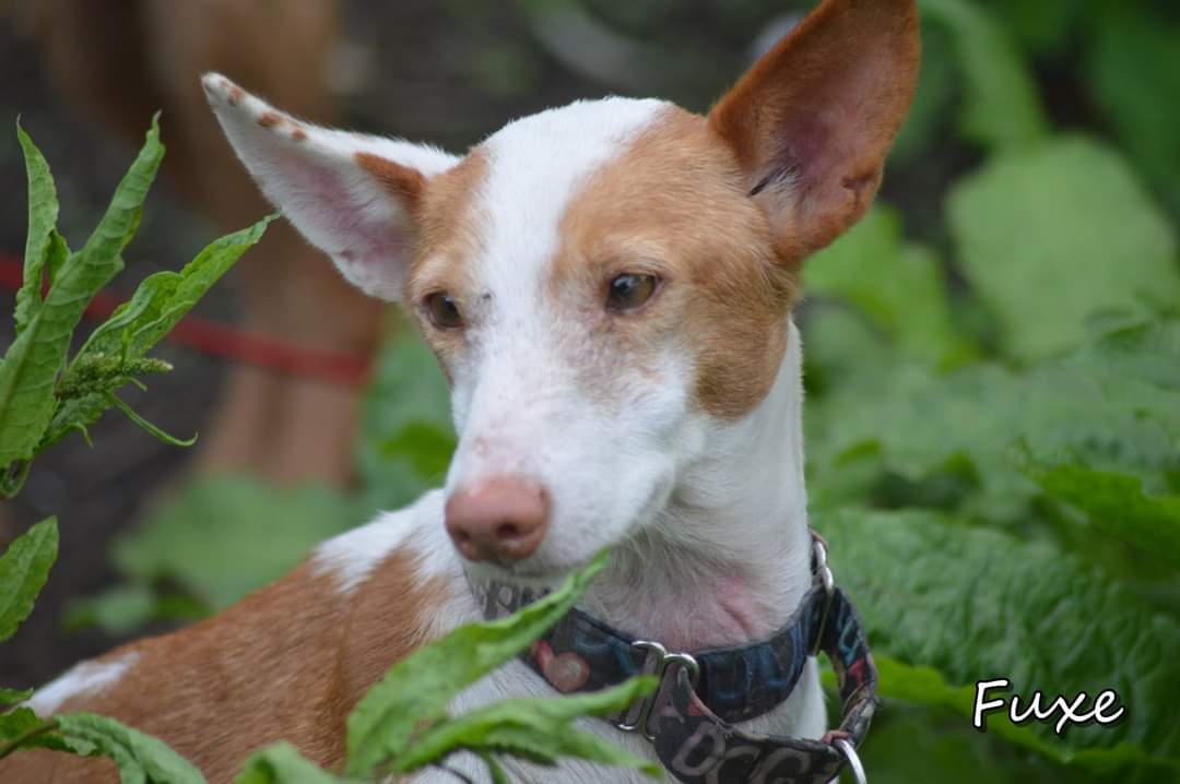 YolandaC4's tweet photo. #adopta a #Fuxe de #VillaPeixiño https://t.co/CHAeKMQq5o