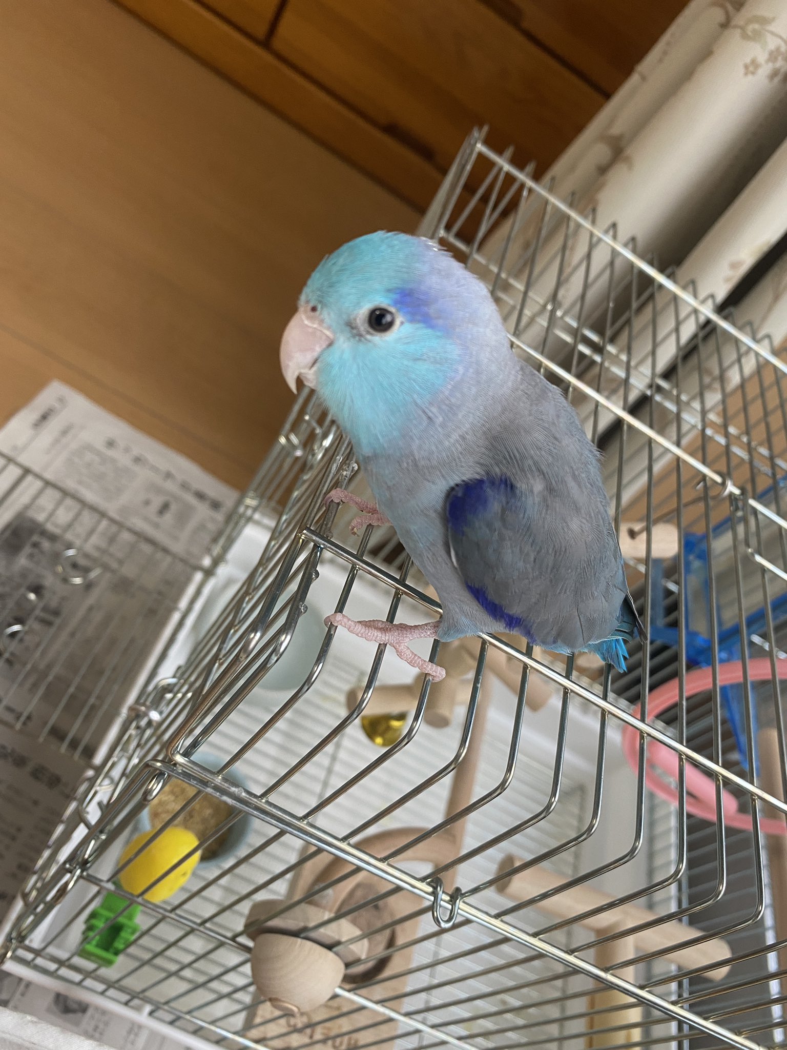 迷い鳥マメルリハ見つかりました インコ探してます 9 5 土 昼頃 埼玉県川越市霞ヶ関にて飼い主の不注意でマメルリハインコが脱走してしまいました 特徴 青い色でくちばしはピンクです 何か知っている方 保護してる方がいらっしゃいましたら ご