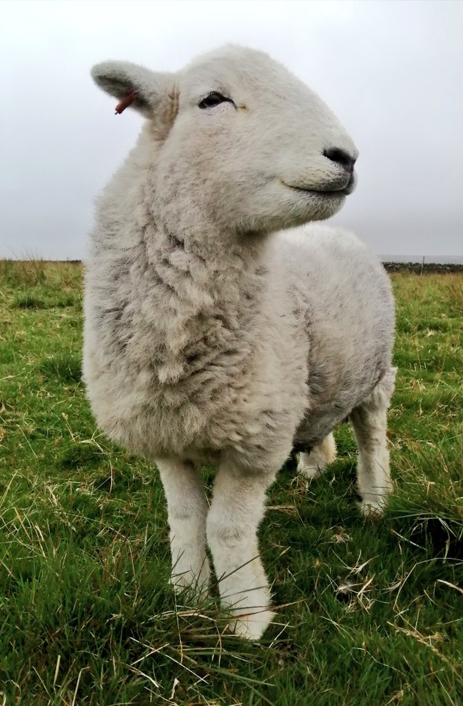 highfieldsherdy's tweet photo. Sheep day today, hoping to be clearer and more organised by the end of it. I'm sure Droopsy will keep us entertained through the proceedings.
#herdwicks #droopsy #hillfarm #sheep @roxantags #farming https://t.co/qZyGPwkfVk
