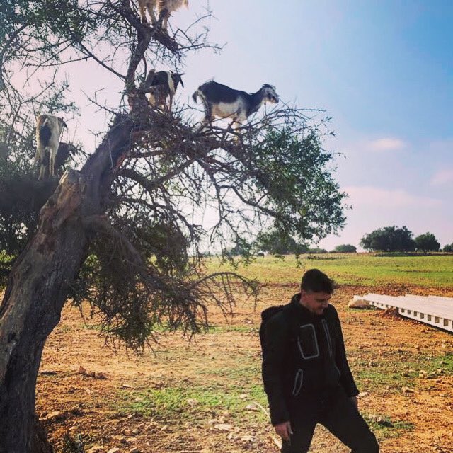 WoodcoteEvents's tweet photo. Happy birthday (for yesterday) to our co-founder @Gareth_Bright.
This is one our favourite shots of Gareth, taken during the #Triumph Tiger900 launch in Morocco, February 2020.
#goatsintrees https://t.co/rS5wOwwCJz