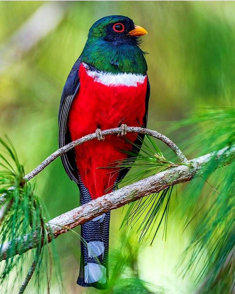 Sebitjb's tweet photo. I see South Sudan in this bird https://t.co/7sXPCxCsnB