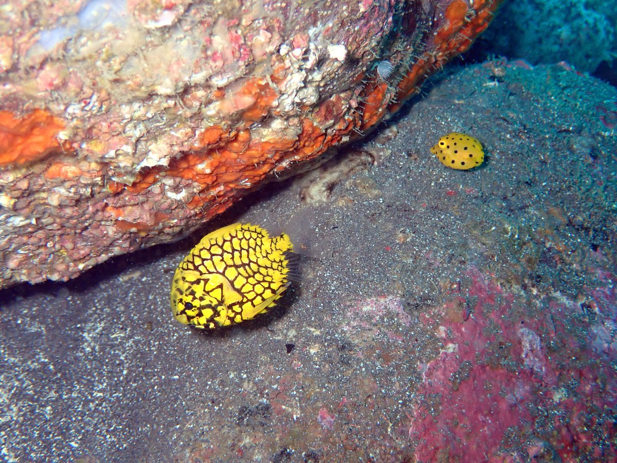 Cocomo大瀬崎 Cocomo Osezaki Twitter