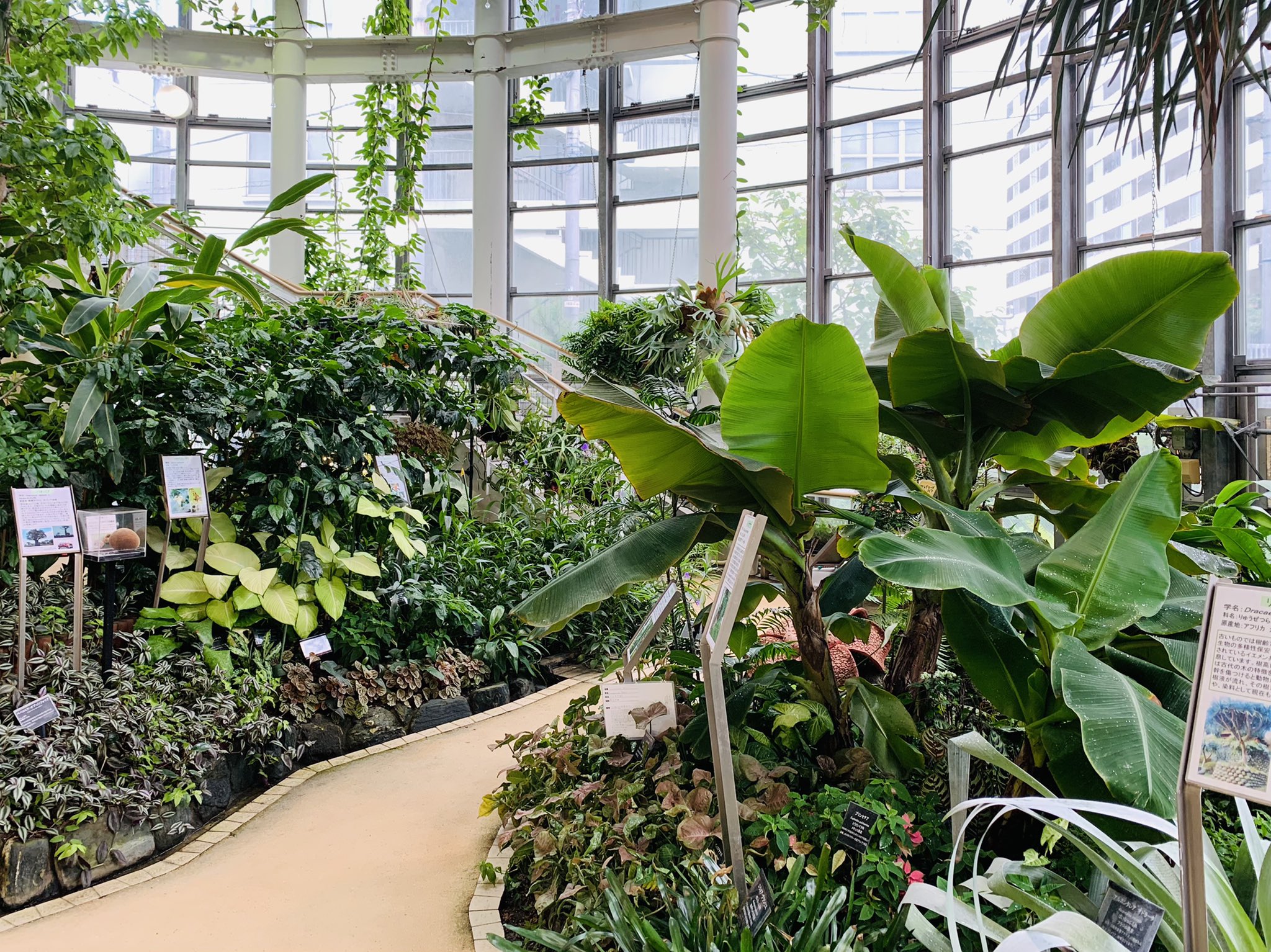 Kohyoh Yang 渋谷区ふれあい植物センター 都心のこじんまりとした植物園 100円 年間パス1000園 でふらっと立ち寄れて 規模の割に多様な種類の植物が観られる 残念ながら老朽化で今年の年末に閉園後 野菜栽培のレストランとしてリニューアル予定 貴重な