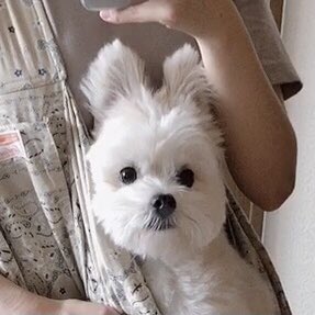 びっくりして耳が漫画みたいになった犬 なぜ 意外な理由と可愛い姿に ミッフィーみたい まいどなニュース