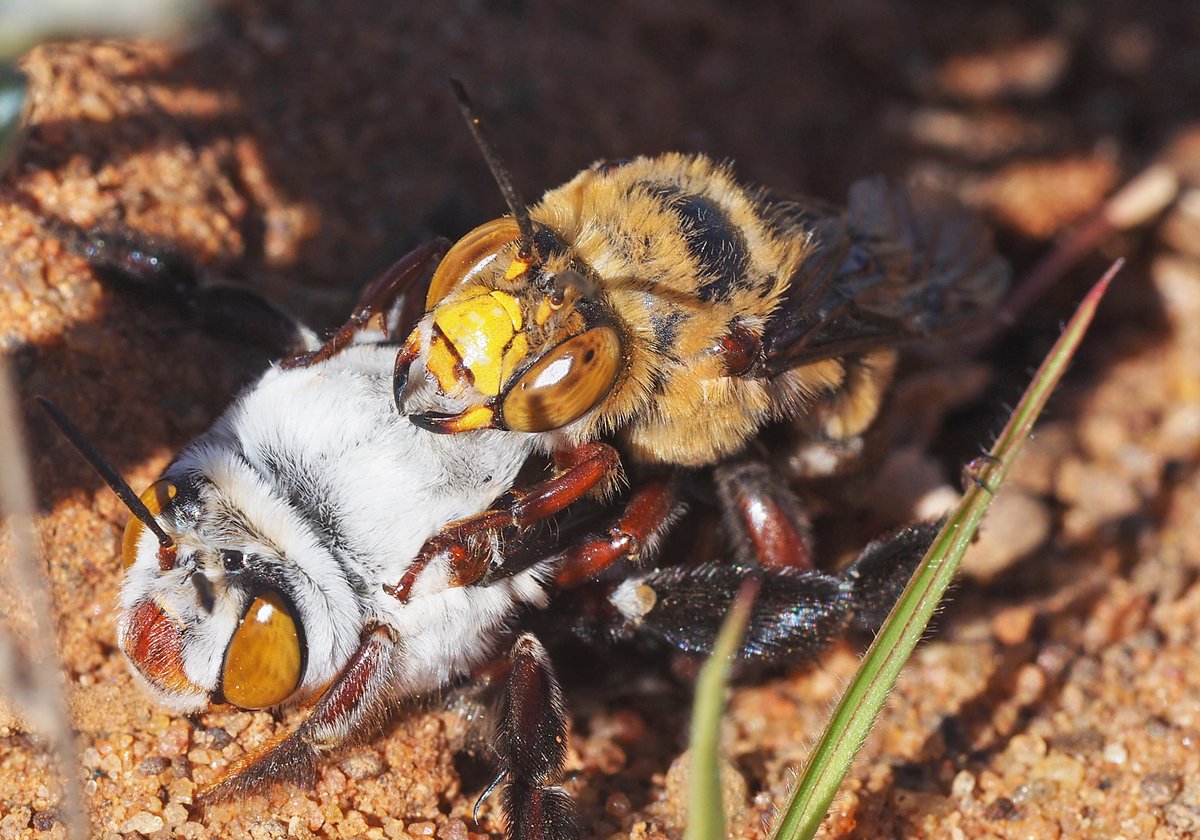 BeeBabette's tweet photo. Audio recording/#podcast of my book 'Abuzz About Dawson's Burrowing Bee' now available! Email kitprendergast21@gmail.com
#Amegilladawoni #BeeBabette #savethebees #burrowingbee #dawsonsbee #wildbees
@CostasGarden @BushHeritageWA @BushHeritageAus @australtaxonomy @WheenBee https://t.co/fiHofTWDK3