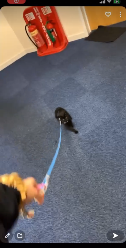 Tagreis's tweet photo. How do I politely explain to my sister that she should not be taking her kitten on a walk😭😭😂😂 https://t.co/DkUTlrbrhj