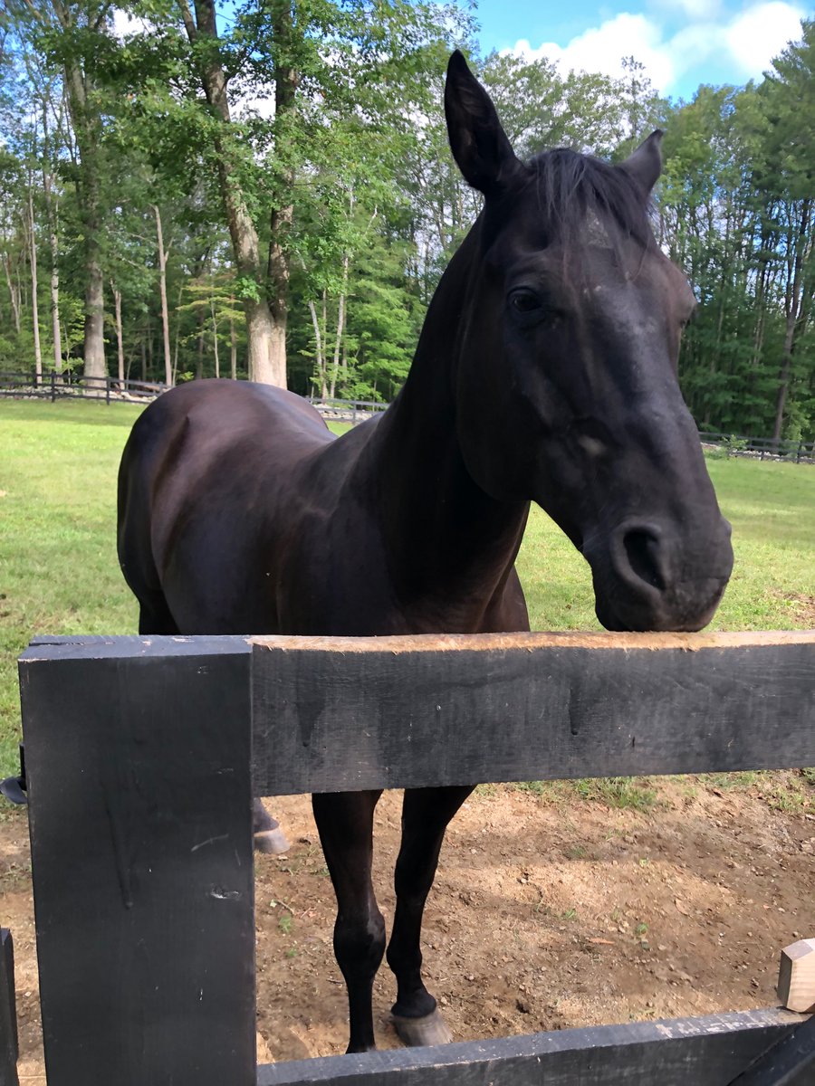 MEbirdsall's tweet photo. Ok honest program here! I have another close second(s)!🥰 Victory and Caya! https://t.co/f8lBo39gQH