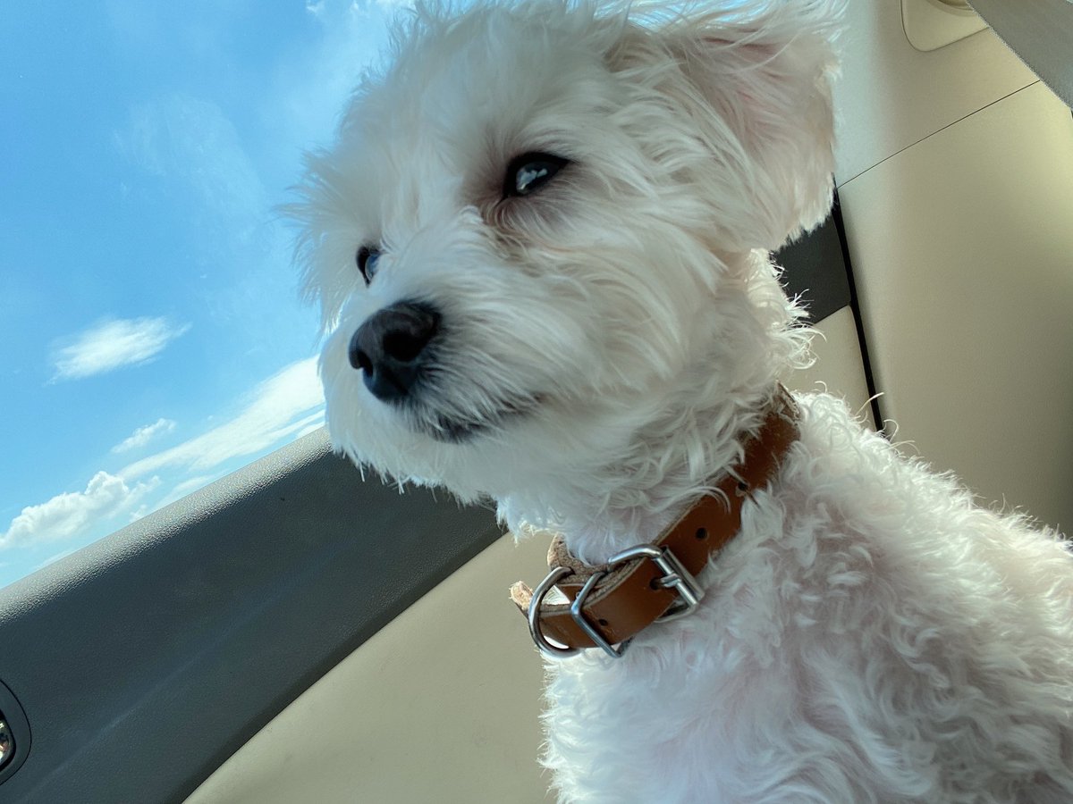 komukomu67's tweet photo. 車の中で旦那くんの帰りを待ってるときのこむぎ🐶
（早く帰ってこないかなあ〜💭）

#犬
#犬のいる暮らし 
#マルプー https://t.co/mCu6Z7qIX9
