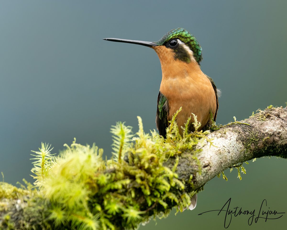 anthonylujan's tweet photo. Female White-throated Mountain-Gem - Costa Rica
Sony A7RIV - Sony 200-600mm
#hummingbird #hummingbirds #hummingbirdsofinstagram #hummingbirdsofcostarica #hummingbirdlover #hummingbirdphotography #hummingbirdfly #hummingbirdgarden #hummingbirdart #hummingbirdfeeders #humming... https://t.co/AJ4d7Qc6Um