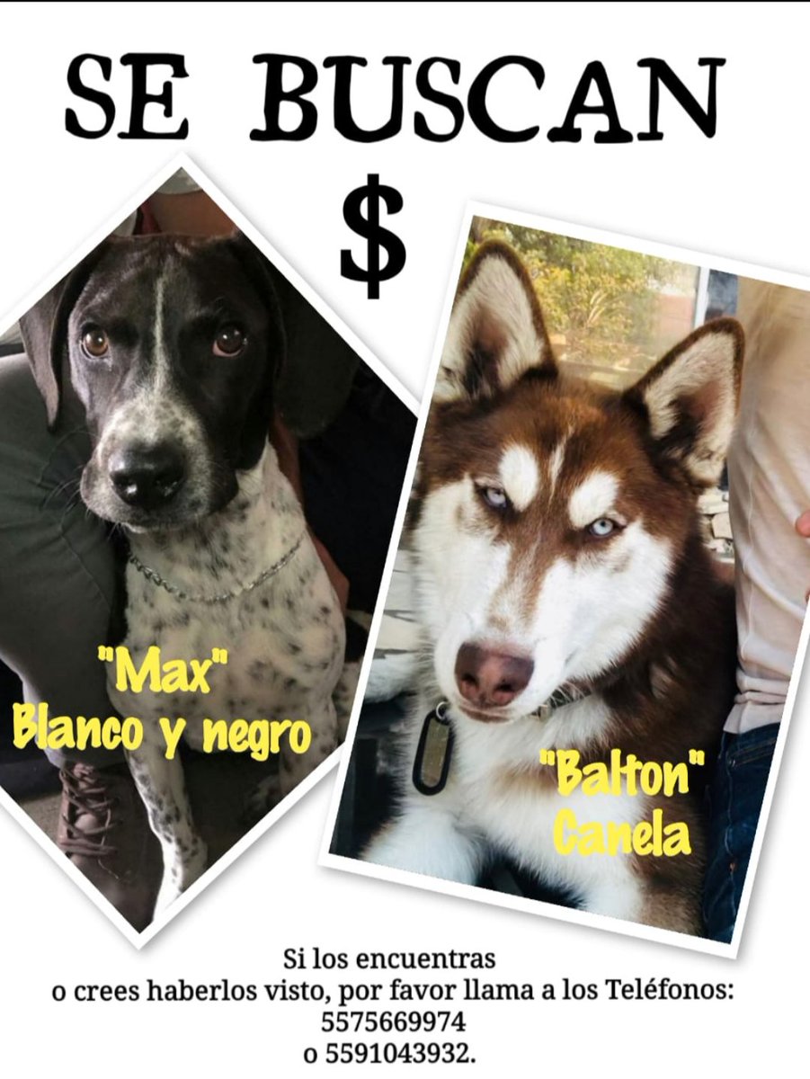 Por favor #Ecatepec. Apoyo a una amiga que está buscando a sus perritos. La última vez que los vieron fue en San Carlos y luego en Tulpe 🙏.

<a href="/TenochHuerta/">Tenoch Huerta Mejía</a> <a href="/GabRomerid/">Gabriela Román Mérida</a> <a href="/malditoperrito/">Cachorro</a> <a href="/Silver_O/">Museo de Ecatepec</a> <a href="/Ecatepequense_/">Josefino</a> <a href="/TodoEcatepec/">Todo Ecatepec Mx</a> <a href="/moisesrosas/">Moisés Rosas</a> <a href="/jezzy_p/">𝕵𝖊𝖟𝖟𝖞 𝕻</a> <a href="/cesscoatl/">Cess</a> <a href="/cauce33/">Giovanni GeneraciónX</a> <a href="/DanielSibaja_/">Daniel Sibaja</a>