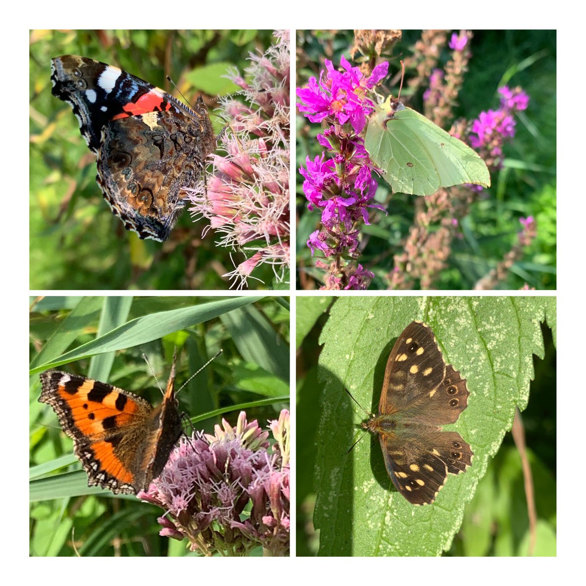 pollylizzy's tweet image. At long last the sun ☀️ has shown it’s face. The butterflies were out in force to enjoy the warmth of its rays 🦋🤩☀️