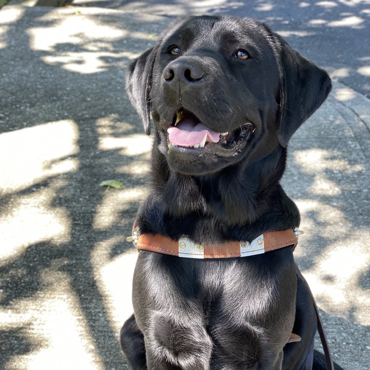 GuideDogFdn's tweet image. Happy #SundayFunday from the Guide Dog Foundation 😁🐾!!

GDF is currently in need of volunteer puppy raisers for our #FutureGuideDogs. 

If you would love to raise a puppy to help someone in need, please visit Puppy.GuideDog.org to apply with us today!