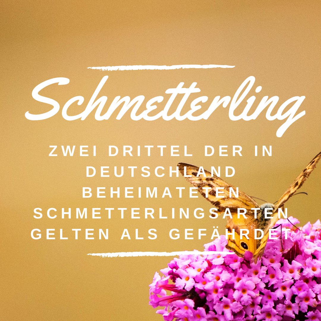 Insgesamt gibt es weltweit 160.000 Schmetterlingsarten. Damit sind sie nach den #käfern die artenreichste Gruppe der #insekten. In Europa leben davon etwa 10.500, davon 3.700 in Deutschland.

#nachhaltig #gemeinsamnachhaltig #blühpate #blühpatenschaft #nachhaltigleben