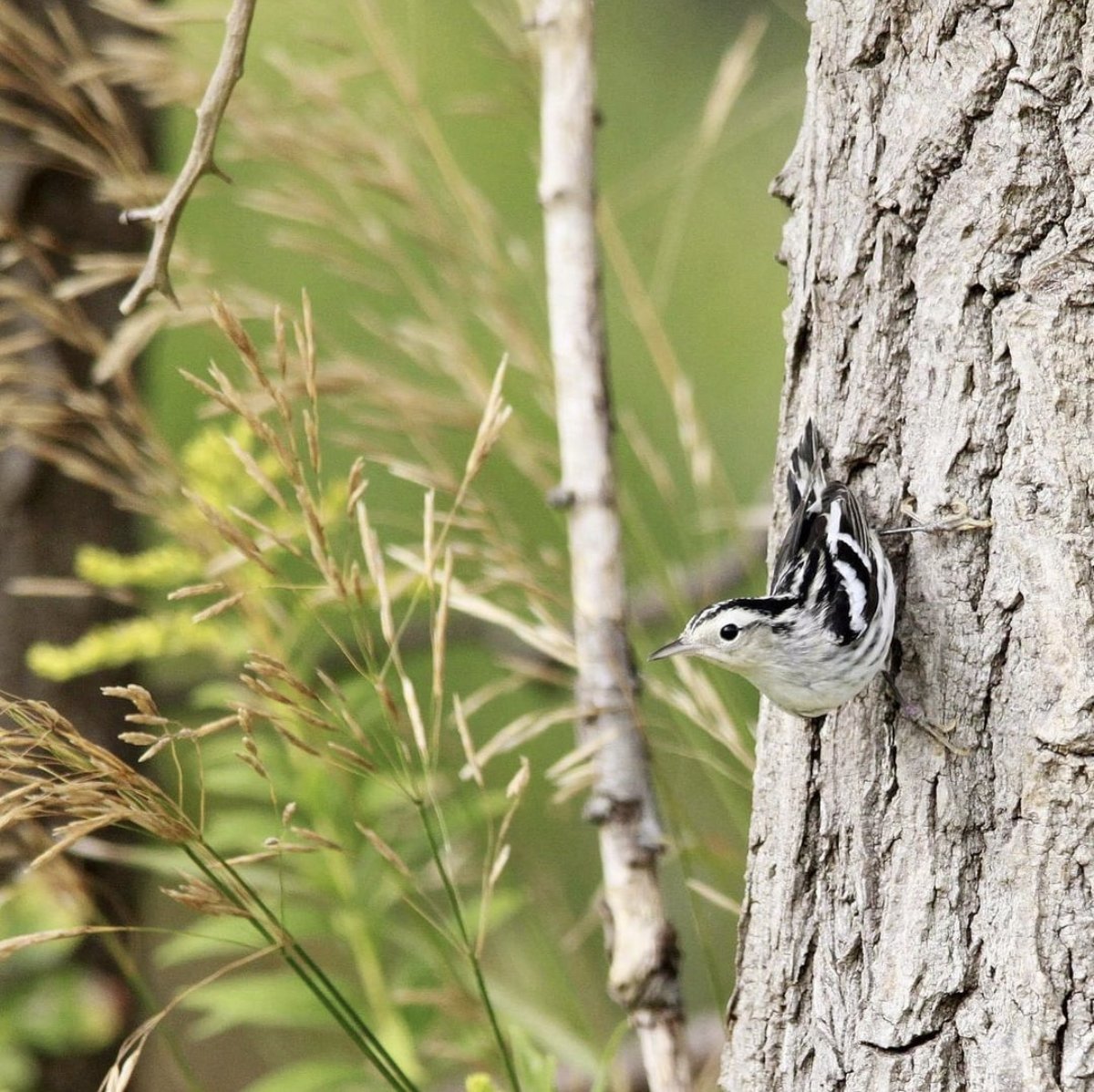 Join Flapcanada on September 15th for the film, ⁠
WHEN WORLD'S COLLIDE — a collaboration between bird conservation groups about a leading threat to migrating birds — GLASS⁠. Watch on YouTube channel  linktr.ee/flapcanada at noon to see the video of their annual Bird Layout,
