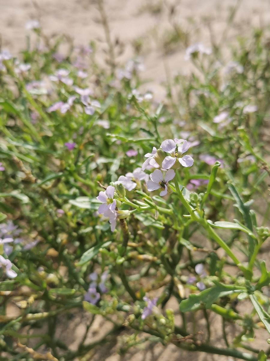 Fab Coastal Botany course with @LoveLincsPlants today at Saltfleetby-Theddlethorpe🌱 With some lovely appearances of Sea Aster Mining Bees, Common Blue Butterflies, Kestrels, Little Egrets and loads of Curlew! 🦆🌱