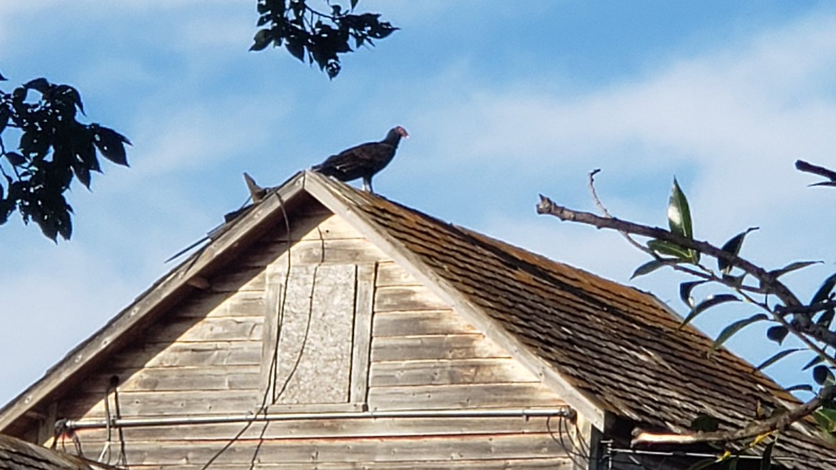 KayaColor's tweet photo. Todays visitors: Turkey Vultures
#creaturecommunity https://t.co/fkzhbB2F4q