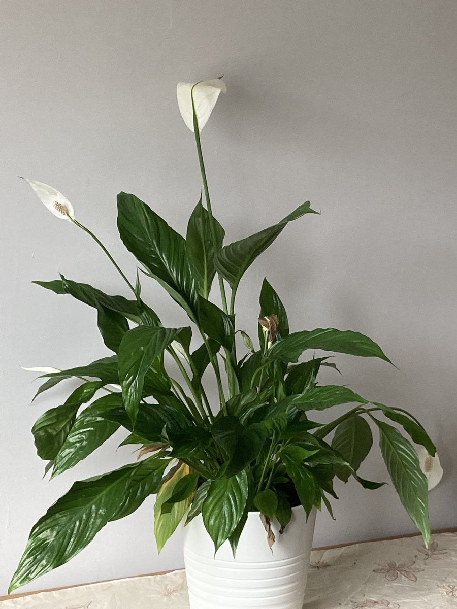 #HappySunday
Really pleased with our new #officeplants. 
#Plants are great for your #wellbeing & #creativity.
#plantpower #officedecor #officelife #softwarehouse #digitalmarketing #developer #fullstack #mobileapp #app #python #java #qrcode #sql #api #CRM #jQuery #sme #wales #uk