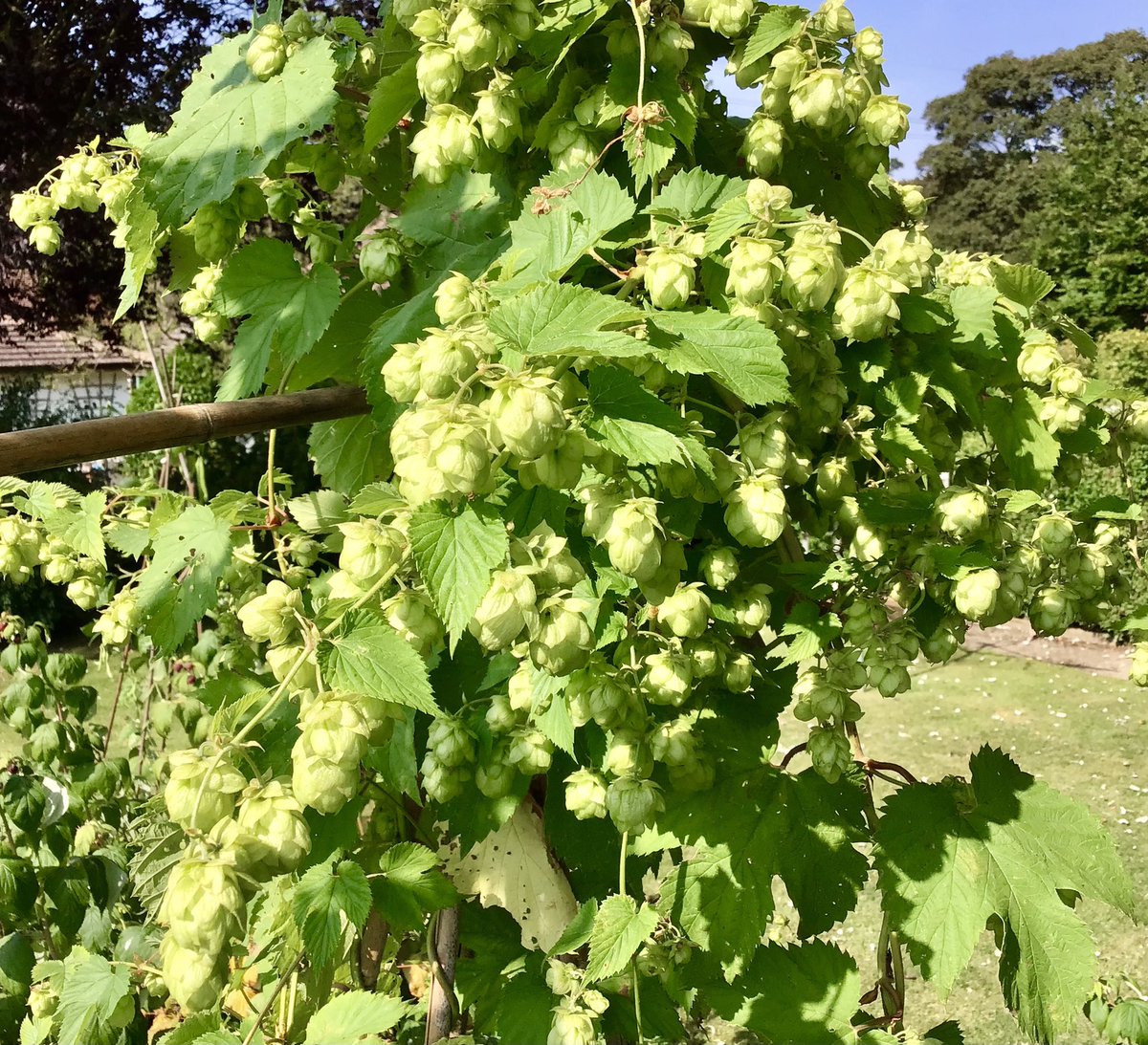 SteveNormal's tweet photo. #NormalBeer hops (Fuggles) coming on nicely in the early September sunshine. Not sure how to use them, mind. Interested in using some “fresh” but will have to find a way to dry the rest. https://t.co/zK5OtthkPU