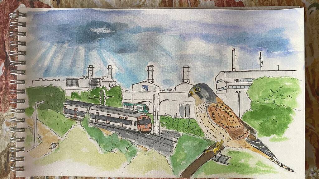 Xoriguer esperant que passi el tren. #falcotunniculus #ocellsdesantadrià dibujillo de #cernicalovulgar  #birdsketch #watercolorsketching instagr.am/p/CTb7Y3vMLaL/