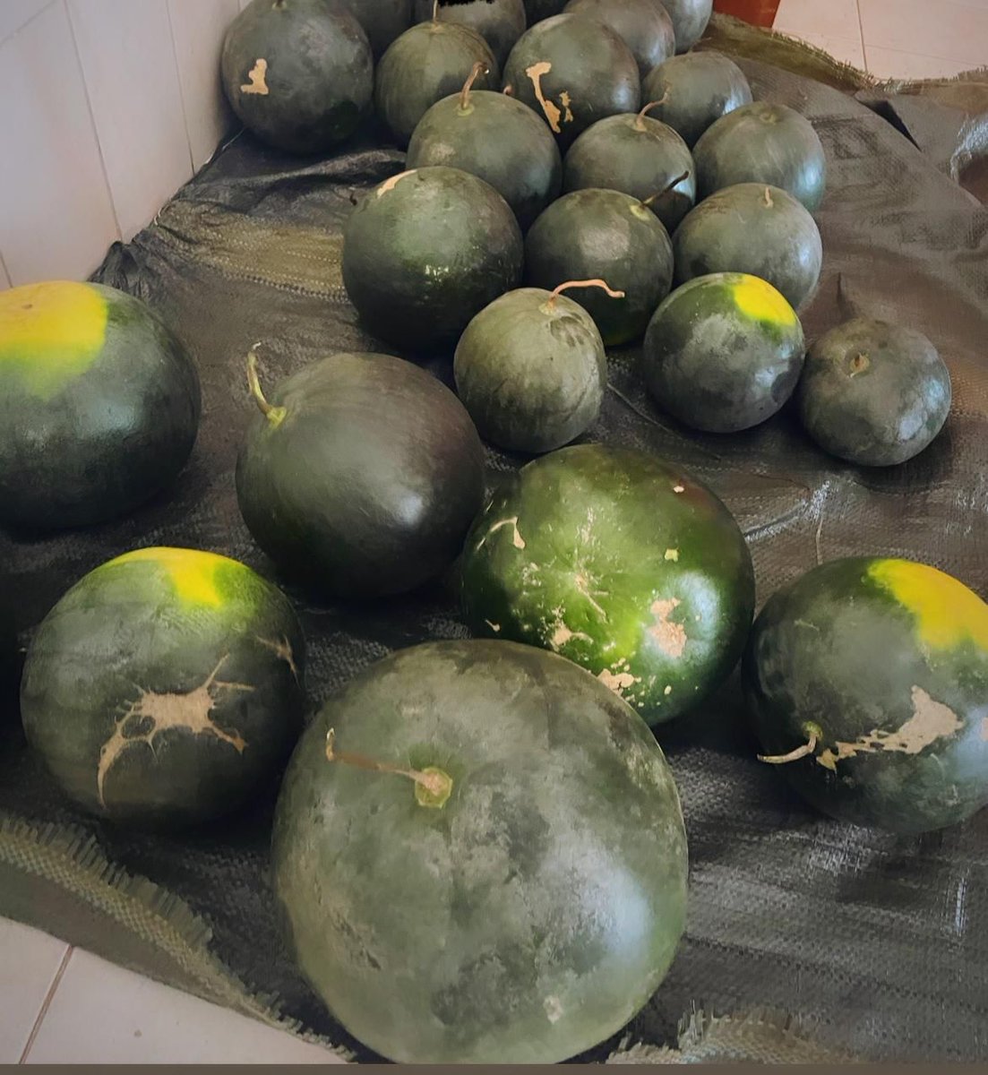 Bilanga243's tweet photo. Nous sommes heureux de vous annoncer notre première récolte des pastèques sans engrais chimiques.
@Yanne__Lugano
 
Contact +243897699247 
#RDC #Bilanga #Bilanga243 https://t.co/7Wfj1fNdCz