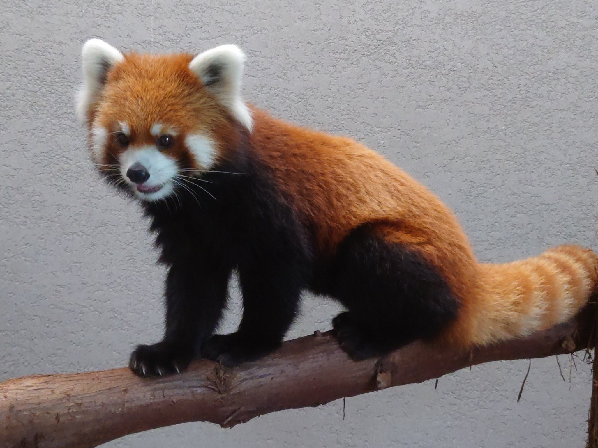 有瀬 隆紀 Ryuki Arise 休憩中の円実 北海道 札幌 円山動物園 レッサーパンダ かわいい 超絶 かわいい かわいい動物 動物好きな人 Hokkaido Sapporo Maruyamazoo Redpanda Cute Kawaii Cuteanimal 円実 Marumi T Co Oyawwp7yg1