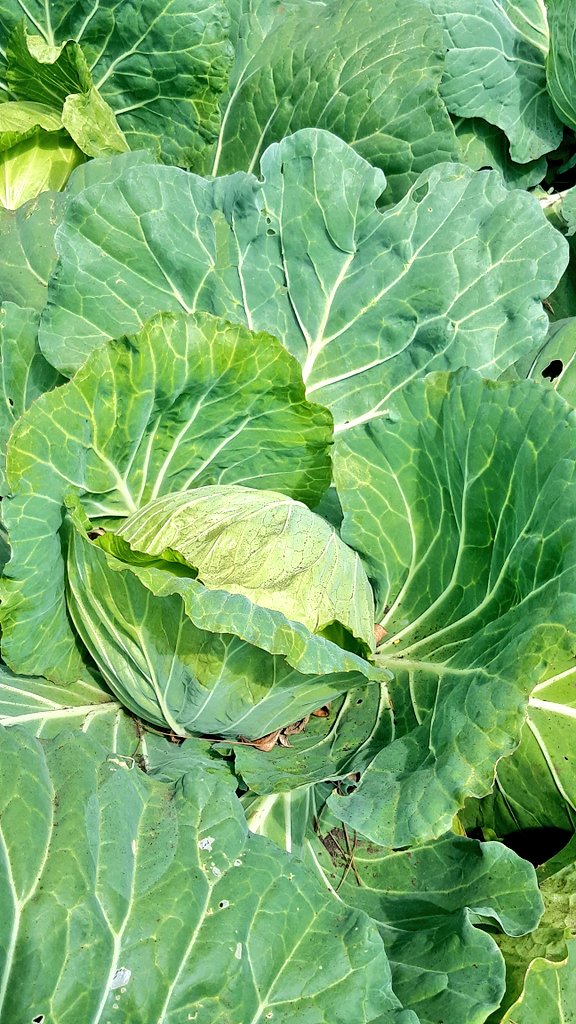 DARD supports Napil Agriculture Farming Rural Training Centre at Middlebush Tanna with rotovator, nursery materials, and OP seeds. Hand-over by Hon Minister MALFFB during NWA 2021. #DARD #NAPIL #Vanuatu_i_redi
