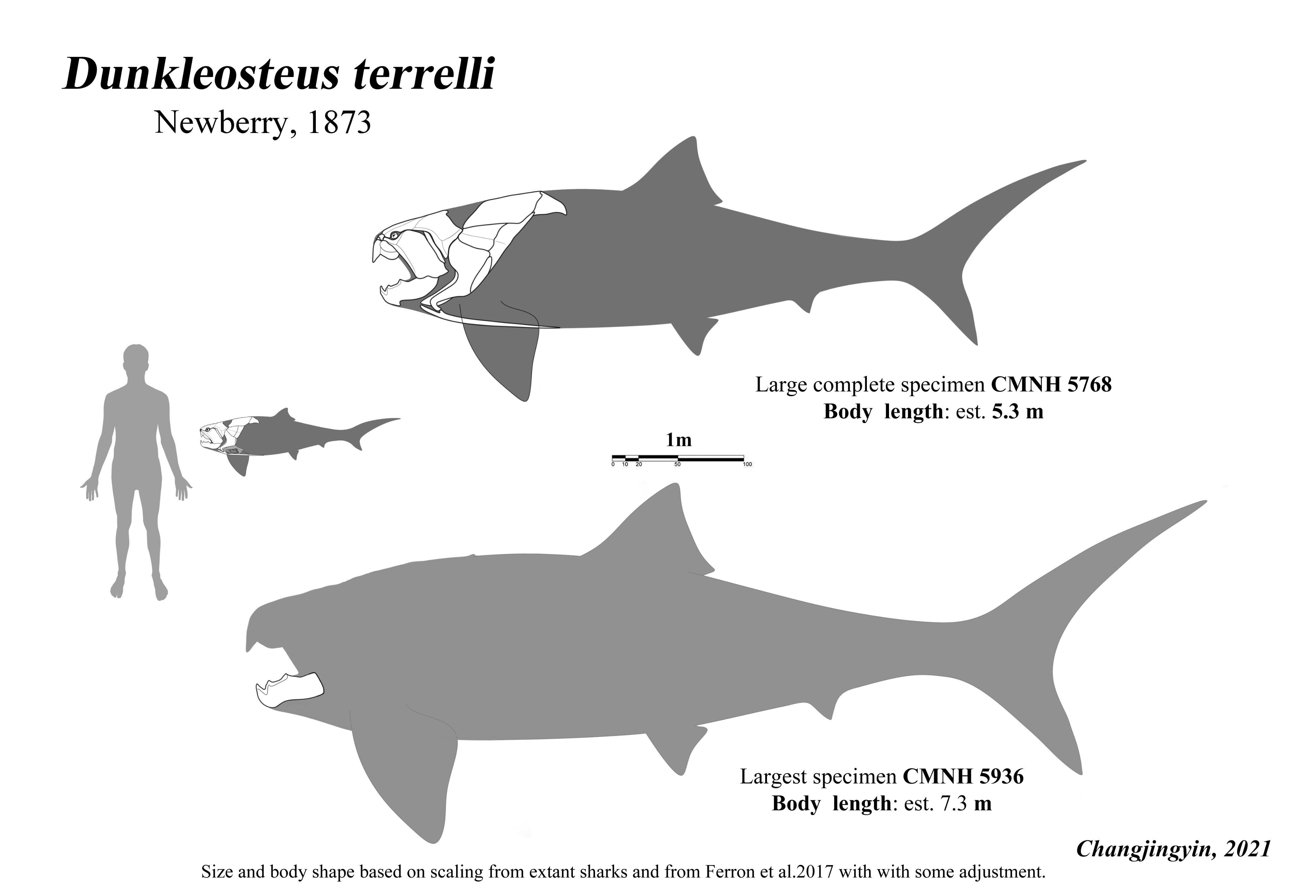 dunkleosteus size